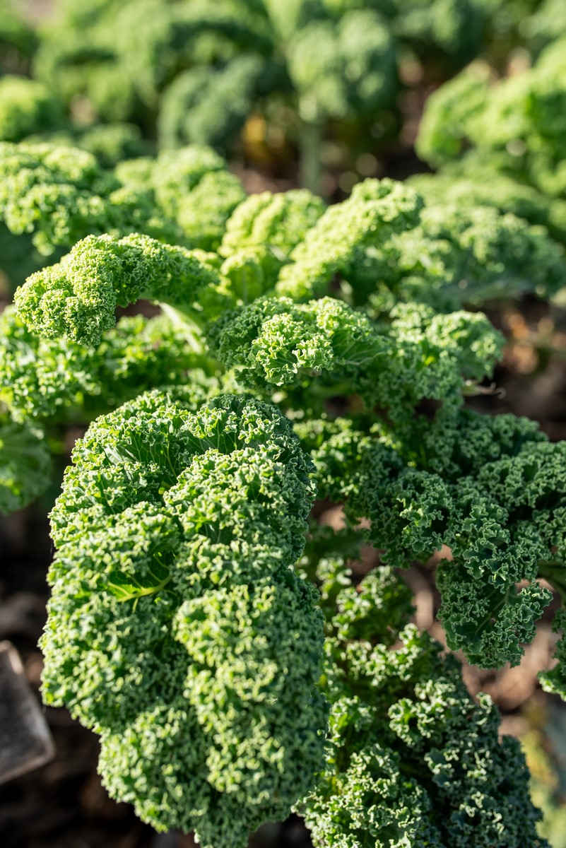 Zielone liście jarmużu